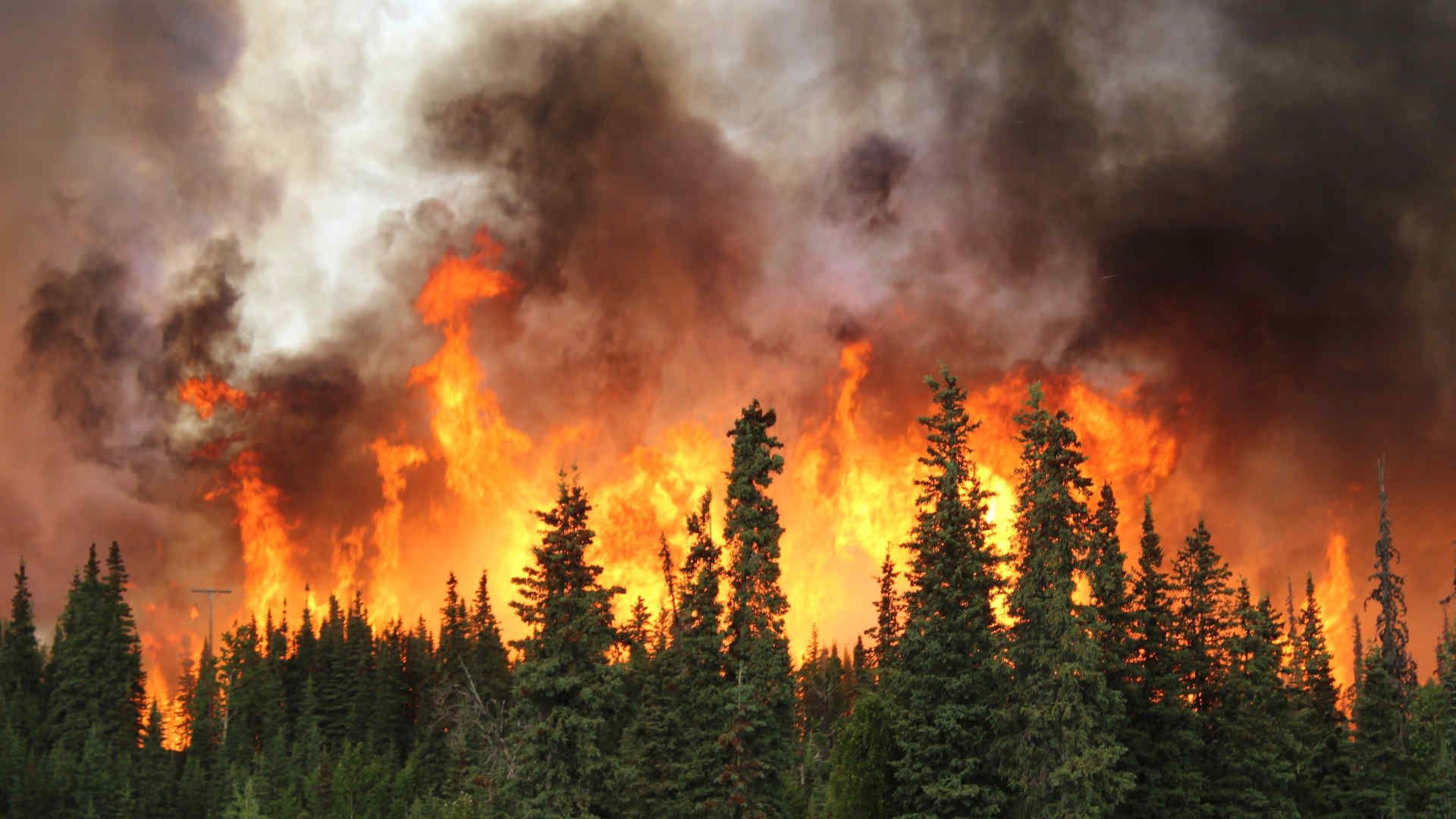 Large forest fire